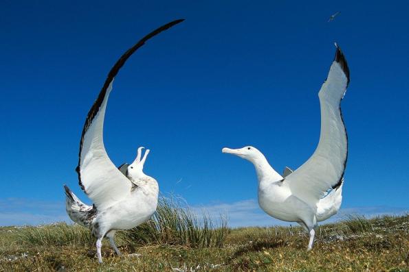 Erkenci Kuşlar: Albatros’un Hikayesi!