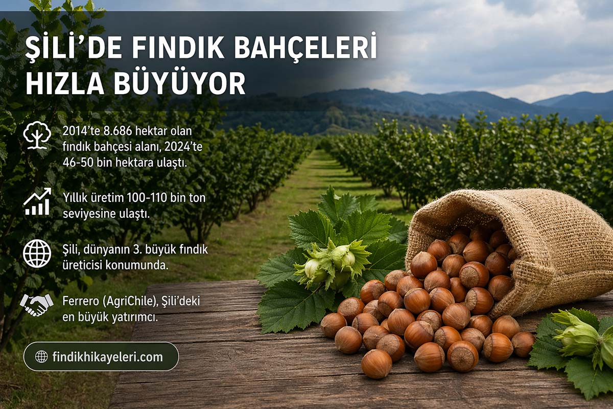 Şili’de Fındık Bahçeleri