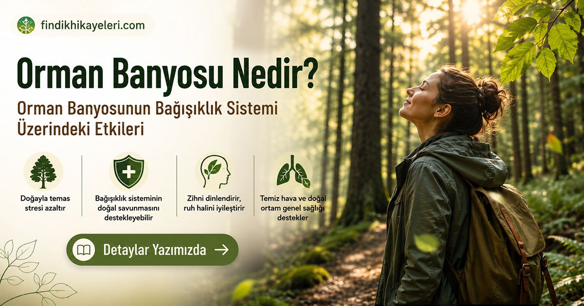 Orman Banyosu Nedir? Orman Banyosunun Bağışıklık Sistemine Etkileri